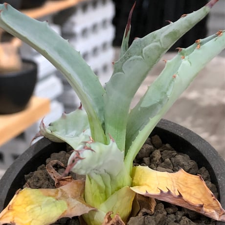 agave zebra《M size》※現地球株発根済※美しいゼブラ模様の良きサイズ感な人気者※black pot植え