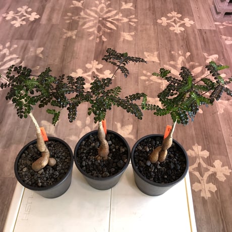 opercullicarya   decaryi  littmon  seed🌱  《5年半株》※大変成長は早く、幹幅も太く育ってくれた選抜株‼︎※mad  black  pot植え　※限定3株