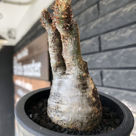 pachypodium gracilius《大きめS size》極‼︎現地焼け肌※現地球発根後店主国内管理3年株※激しすぎる荒々しい現地焼け肌がとびきり魅力※mad black pot植え