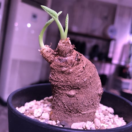euphorbia    primulifolia  《S size》※希少二頭株《white花》※ぼてっと丸々したformeが堪らない人気者‼︎※ 限定 1株‼︎