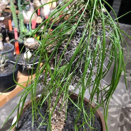 didierea madagascariensis《LL size》※現地球極太大株発根済※古木感強く垂れ下がる涼しげな葉と棘のコントラストが堪らない※brown marble bowl pot植え