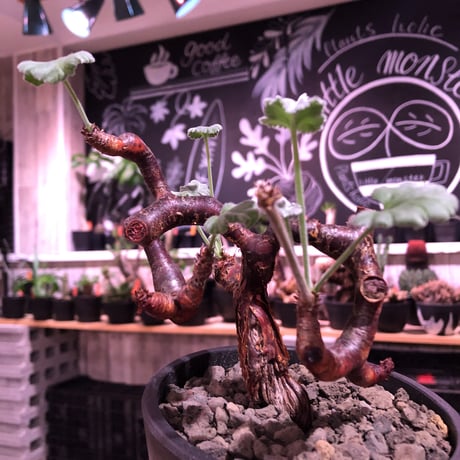 pelargonium  mirabile《大きめM size》※現地球発根済株※今後輸入が厳しいミラビレ🌱誰もが愛おしく堪らないと感じる冬型の人気者※mad black pot植え