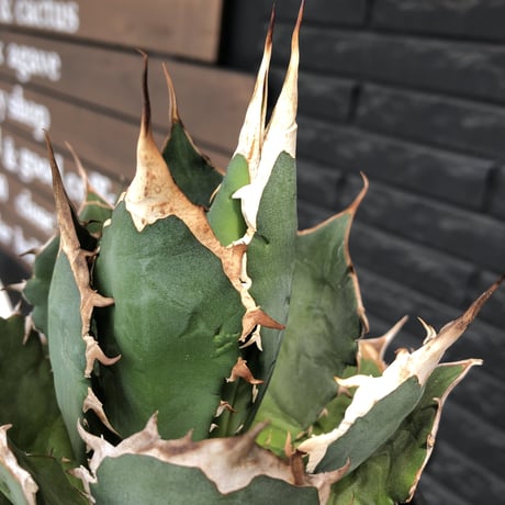 agave  titanota《小さめL size》※発根後店主国内管理2年株※締まり良きbest sizeなオススメ株※浅鉢植え