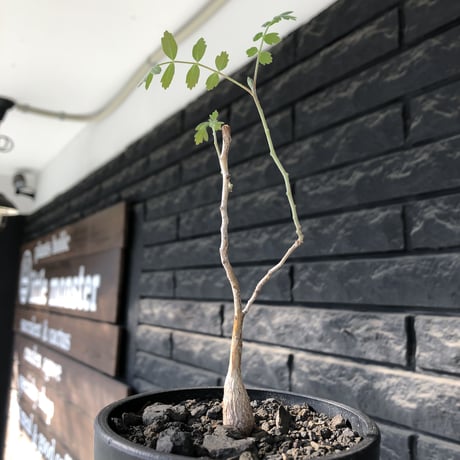 pachycormus discolor 象の木 littmon  seed🌱 《5年株》※成長極遅いなか美しく立派に育ってくれた繊細な一株※mad black bowl pot植え