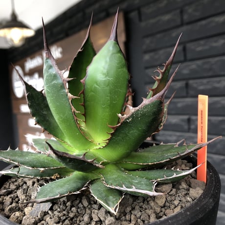 agave  horrida《大きめM size》※発根後店主国内管理2年株※締まり良きbest sizeなホリダ※mad black bowl pot植え