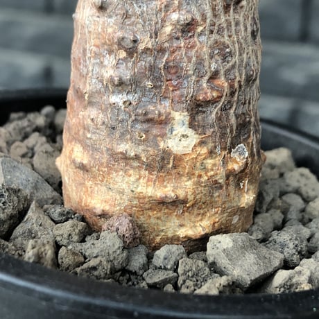 euphorbia  pachypodioides《M size 》※現地球発根後店主国内管理3年株※ボコボコ肌にcompactな良樹形‼︎人気者な一株※mad black pot植え