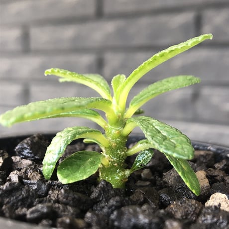 希少‼︎ dorstenia gigas《S size》littmon  seed🌱（実生株）※今季成長&枝振りに期待できる将来有望人気者ギガス※mad black pot植え