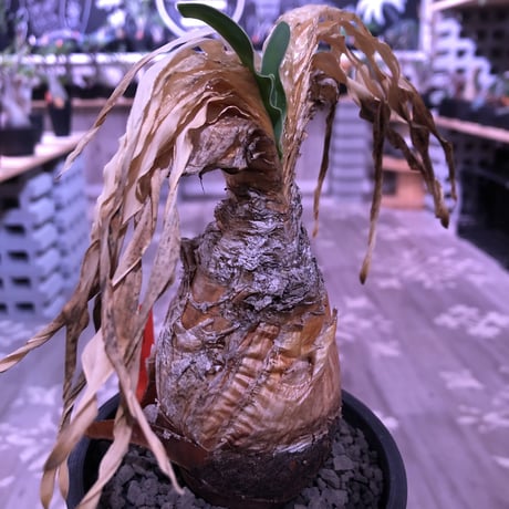 boophane   disticha  var.陽炎type‼︎《M size》※陽炎さがしっかり出てるcontrast抜群な一株‼︎mad black pot植え