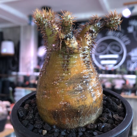 pachypodium  gracilius《小さめM size》※現地球発根済株※店主国内管理3年株※希少green &赤肌のアシンメトリーカラーなwild株‼︎※mad black pot植え
