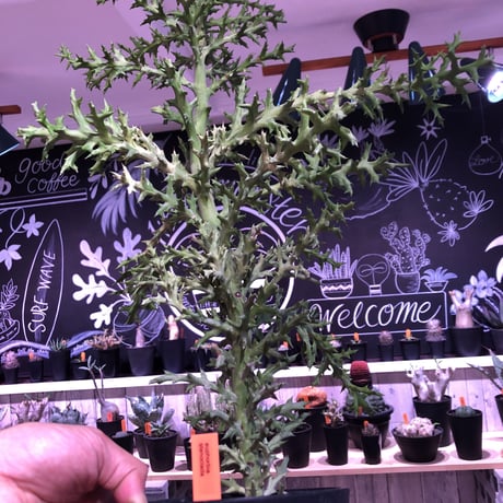 euphorbia     stenoclada《L L  size》