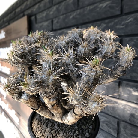 euphorbia  guillauminiana《大きめL size》※現地球発根後店主国内管理3年株※太めな幹に躍動する枝振りbalanceも堪らない良樹形※mad black pot植え