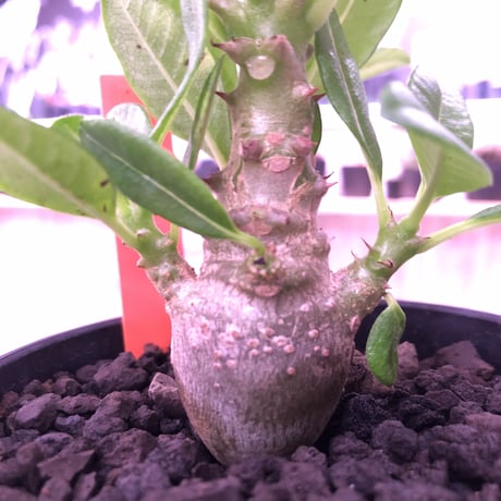 packypodium  windsorii    littmon   seed 🌱《S size》２年半株‼︎