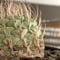 strombocactus 白棘菊水《M size》激希少‼︎現地球発根後店主国内管理13年株※味深さ&美しい樹形balanceな堪らない装い※mad black bowl pot植え