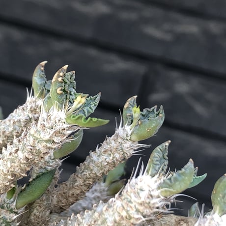 euphorbia tulearensis《 L size》※現地球発根後店主国内管理3年株※bigサイズ‼︎希少性No.1塊根ユーフォルビア‼︎※mad black pot植え