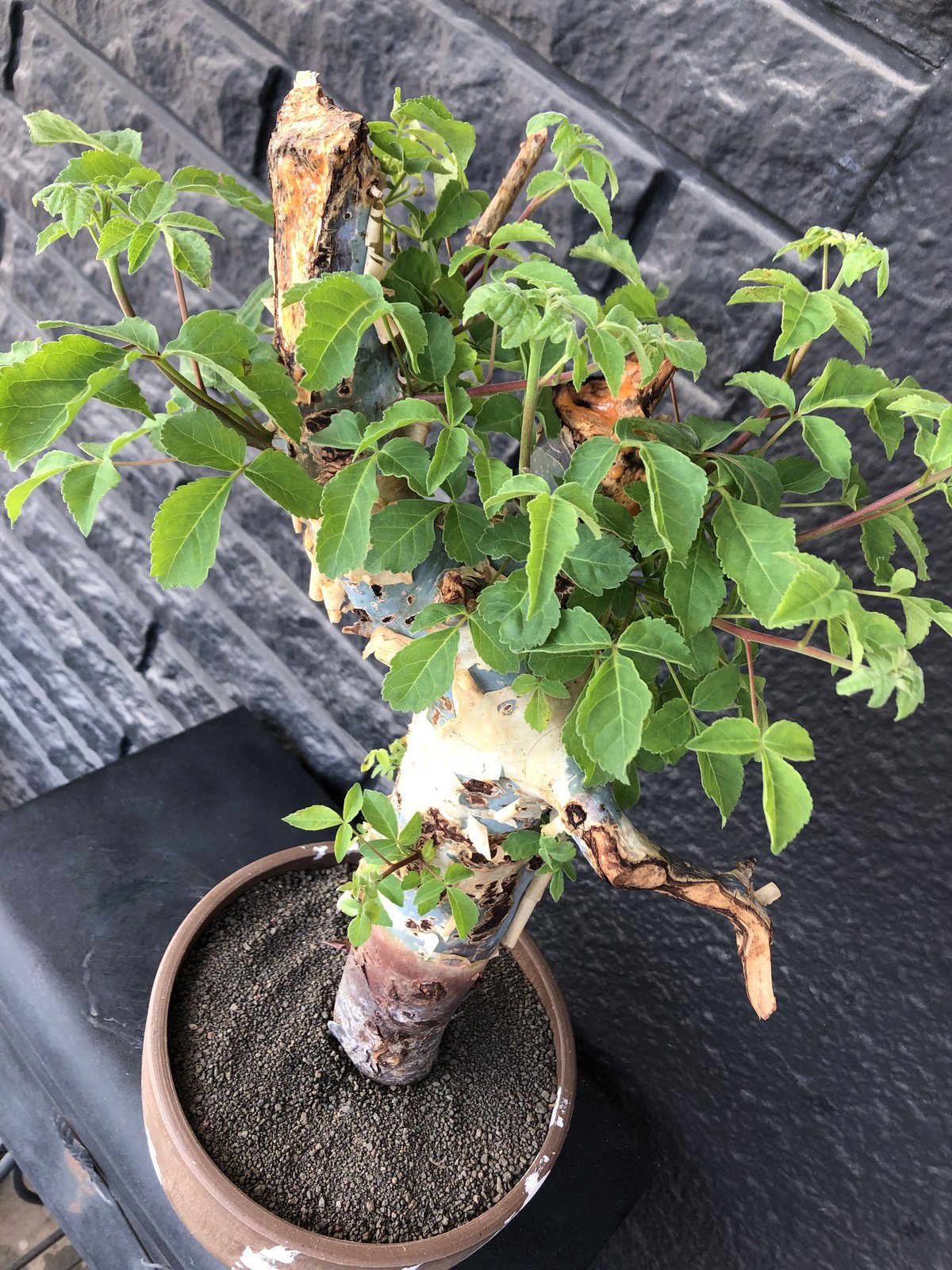 植物 Commiphora holtziana コミフォラ ホルトジアナ / ホルトジアーナ 