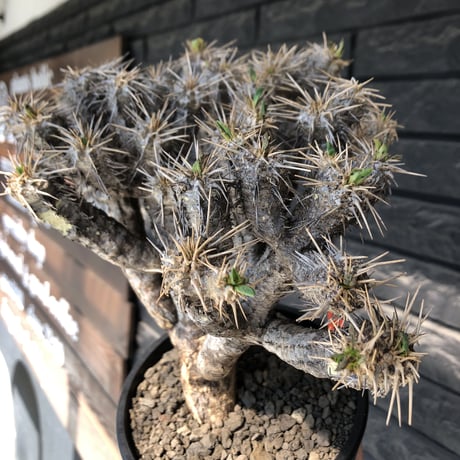 euphorbia  guillauminiana《大きめL size》※現地球発根後店主国内管理3年株※太めな幹に躍動する枝振りbalanceも堪らない良樹形※mad black pot植え