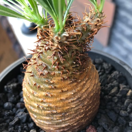 pachypodium gracilius《大きめS size》※現地球株発根済※可愛さだけでは終わらない!green肌＆現地焼けに横筋の強さも堪らない一株※black bowl pot植え