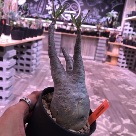 packypodium  gracilius《小さめM size》※現地球株  発根済み株‼︎  丸め株（限定11株）
