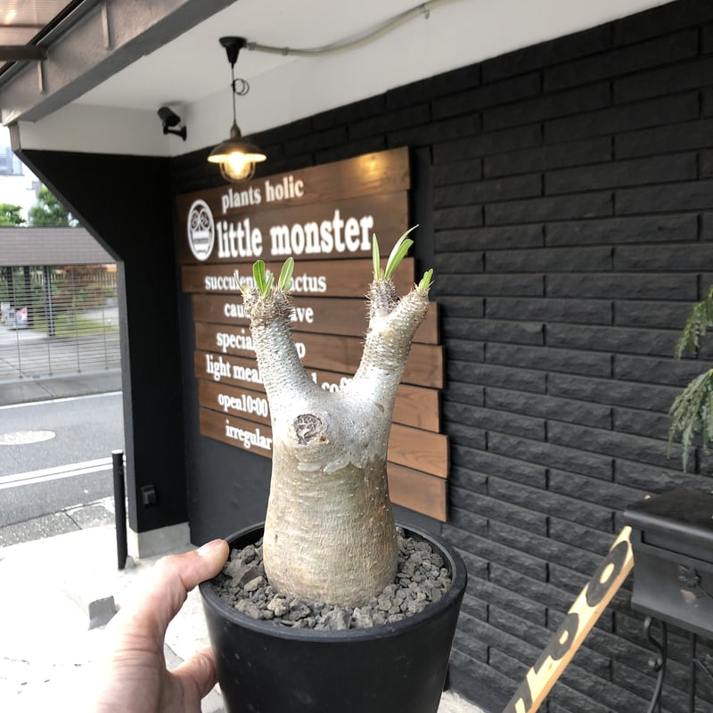 packypodium inopinatum《M size》発根済み株‼︎ 店主管理国内3