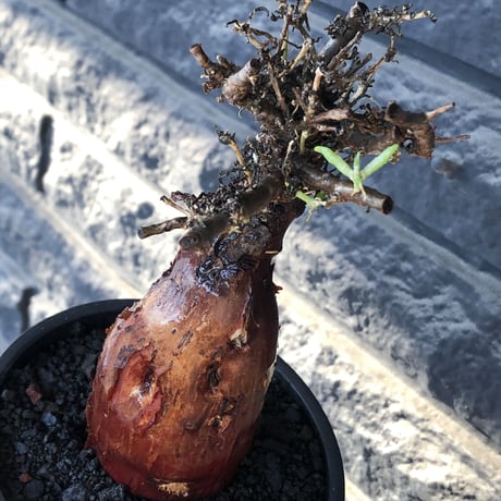 mestoklema tuberosum《M size》※現地球発根後店主国内管理4年株※栗のようなツヤ深き綺麗肌&エグれ傷が堪らなく冬季も動く唯一無二な希少灌木※mad black pot植え