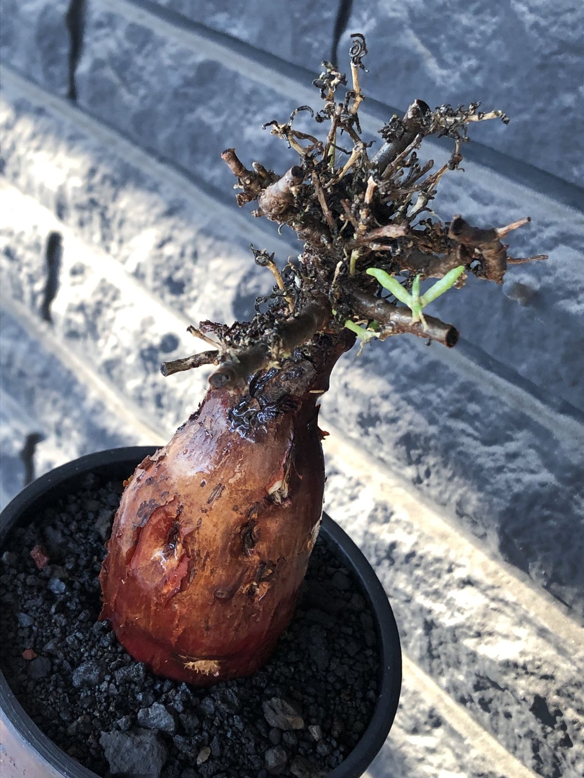 mestoklema tuberosum《M size》※現地球発根後店主国内管理4年株 mestoklema tuberosum《M size》※現地球発根後店主国内管理4年株