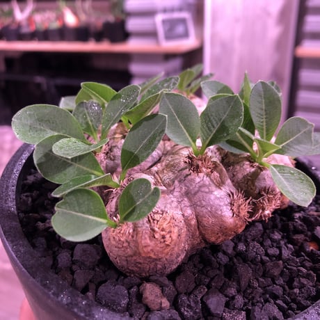 packypodium  brevicaule  恵比寿笑い《小さめMsize》※少し小振りなサイズの笑い‼︎　※mad black pot植え