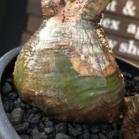 pachypodium gracilius 《L size》希少‼︎green肌&極現地焼け3-he'd株※現地球発根後店主国内管理3年株※全てが堪らない低重心3分頭※black bowl pot植え
