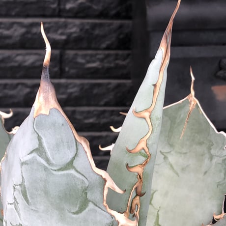 agave  titanota whiteice《大きめLL size》※現地球発根済株※美しく肉厚の葉にその名の通り白棘とのcontrastが堪らないbig株‼︎地植え可能‼︎
