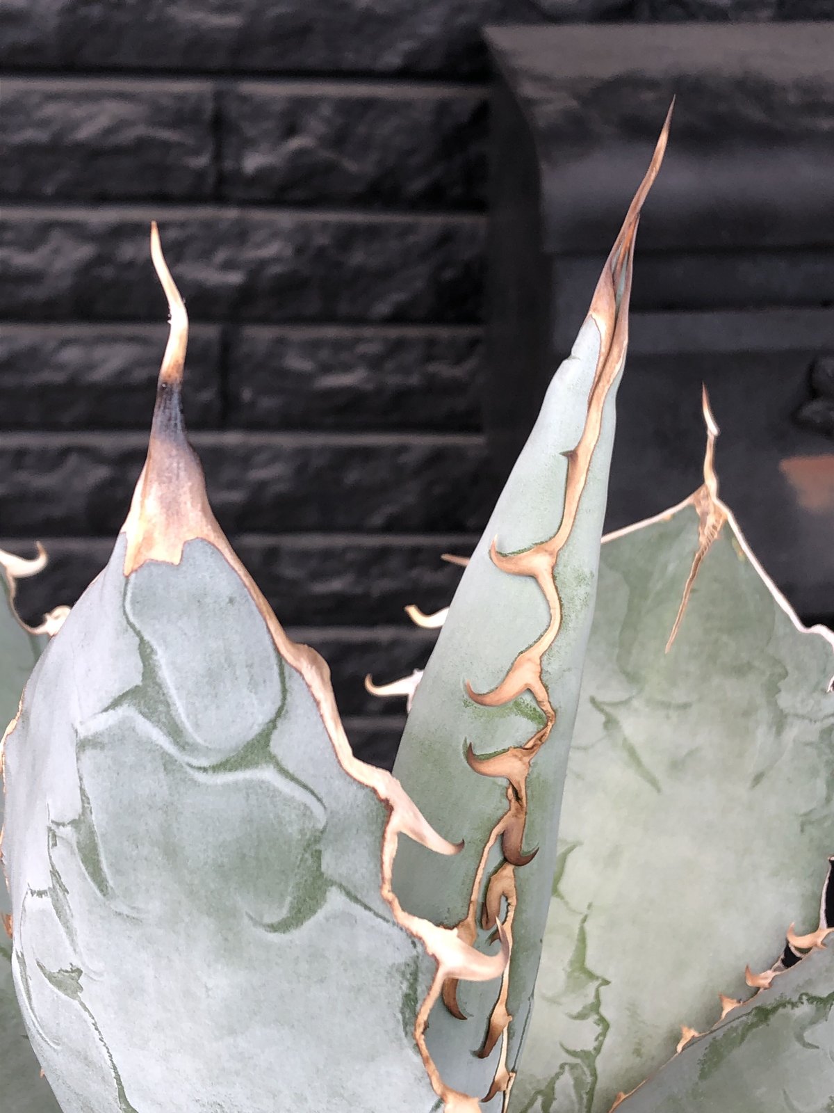 agave titanota whiteice《大きめLL size》※現地球発根済株※美し
