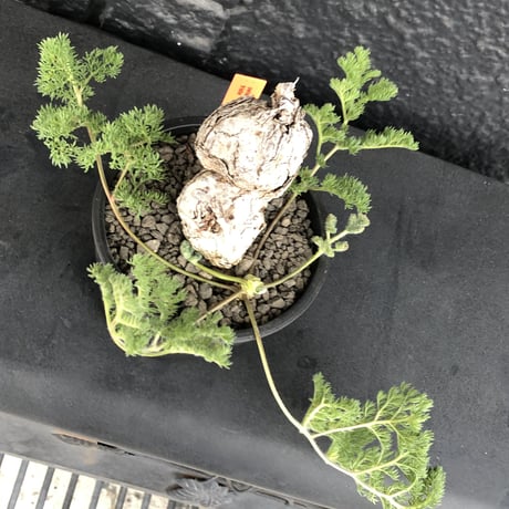 pelargonium triste《大きめL  size》※現地球発根済株※店主国内管理3年株※大株wild樹形な上、より特化した朽く肌質とcolorが堪らない‼︎※mad black pot植え
