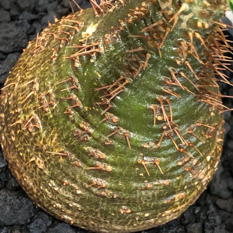 pachypodium gracilius《小さめM size》※現地球株発根済※とびきり球体感強きgreen肌で堪らなくかわいい一株‼︎※black bowl pot植え