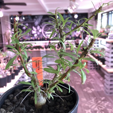fouquieria  purpusii《M size》