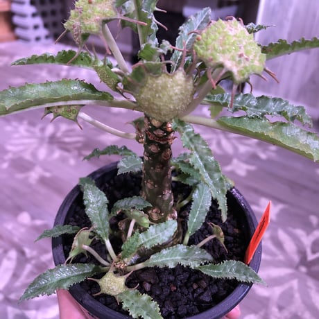 dorstenia   lavrani《L size》希少‼︎ でっぷり塊根部&五本の良き枝振り株 ※mad  black  pot植え