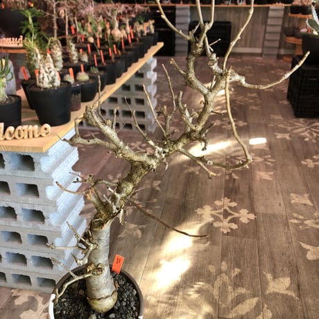 bursera fagaroides《 L L size》極太最高品質※現地球発根済株※店主国内管理6年株※厳つく極太唯一無二感強き渾身の一株※mad blown marble bowl pot植え