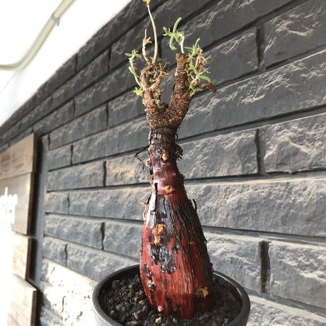 mestoklema tuberosum《L  size》※現地球発根後店主国内管理4年株※より赤肌強き個体となり味深き表皮が堪らなく冬季も動く唯一無二な希少灌木※mad black pot植え
