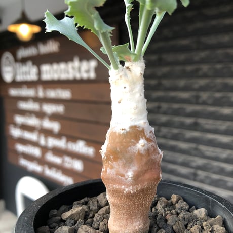 othonna cyclophylla《M size》※現地球株発根済※淡い冬型らしいカラーのギザギザ葉がかわいいシクロフィラ※black pot植え
