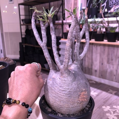 packypodium  gracilius《L  size》※現地球発根済み株‼︎  （限定1株）※全面A面の球体グラキ※mad black pot植え