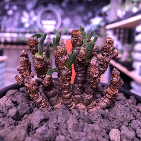 monilaria   pisiformis《S  size》※モニラリア属　最上位種　激希少群生株 ※冬型caudex‼︎   ※mad black bowl pot植え