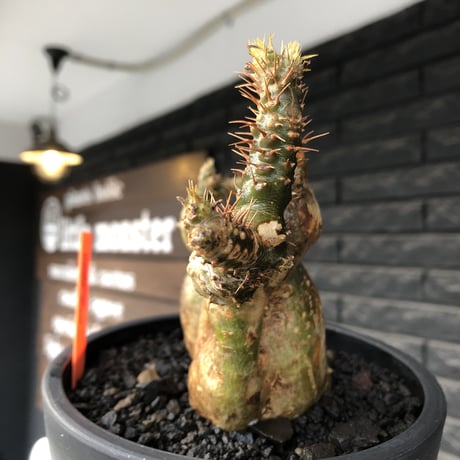pachypodium gracilius《小さめL size》希少‼︎極green＆現地焼け&w-he'd株※現地球株発根済※渾身の一株※black bowl pot植え