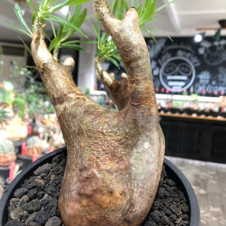 pachypodium inopinatum《L size》※現地球株発根済※斜面に自生のため好きな方には刺さる捻くれバランスの可愛さと良枝振りな一株※black bowl pot植え