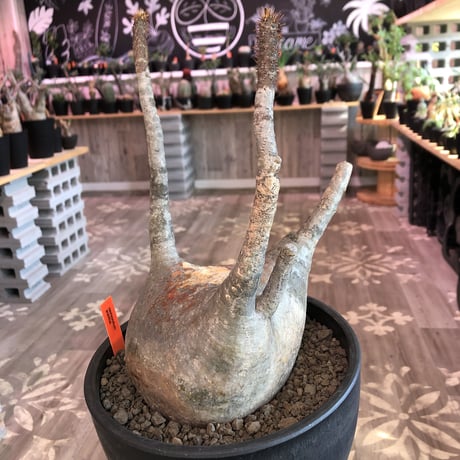 packypodium  gracilius《L  size》※現地球発根済株‼︎※大変頭頂部の株焼けが味となり、カッコいいぼってり樹形なグラキ※mad black bowl pot植え