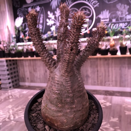 packypodium  gracilius《M  size》※現地球発根済株‼︎※四つ枝で大変balance良き株のぼってり感も主張された選抜株‼︎手乗りサイズ‼︎※mad black pot植え