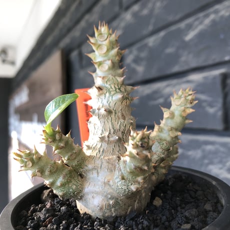 pachypodium windsorii《M size》※選抜littmon seed🌱※weight低き極ぼってり株元&枝振りも◎良樹形※mad black pot植え