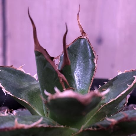 agave   gilbeyi