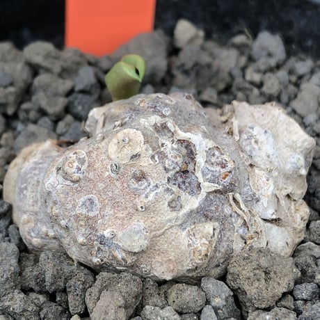 eriospermum cooperi《XL size》驚愕‼︎冬型激希少年代物大株※現地球発根後店主国内管理8年株※大変bigな塊根＆極美しい大きな葉も魅力な一株※mad black pot植え