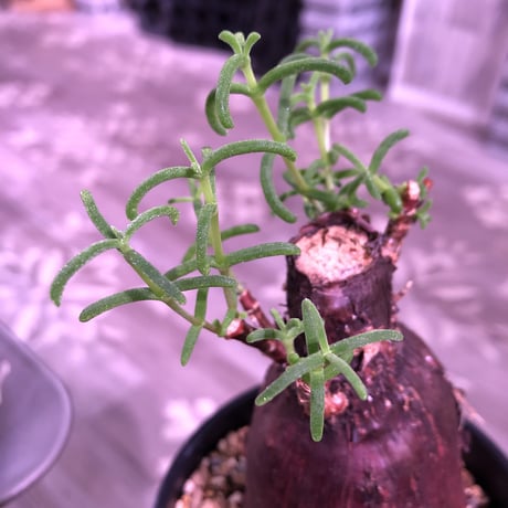 mestoklema   tuberosum《M  size》冬季も成長開花するインテリア性高き人気灌木caudex‼︎  《限定2株》