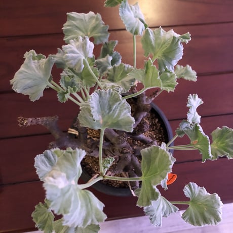 pelargonium  mirabile