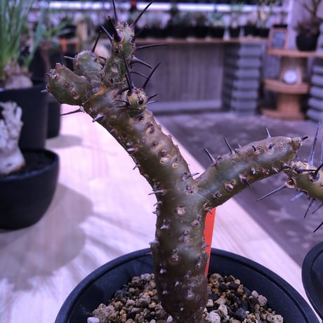 sarcocaulon   crassicaule《S  size》 ※冬型caudex‼︎  人気な冬型種！オススメ株