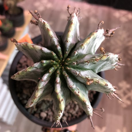 euphorbia    horrida《極太M size》※現地球発根済株※大変木質化も進み強刺で刺々しさ半端なきホリダ※mad black pot植え