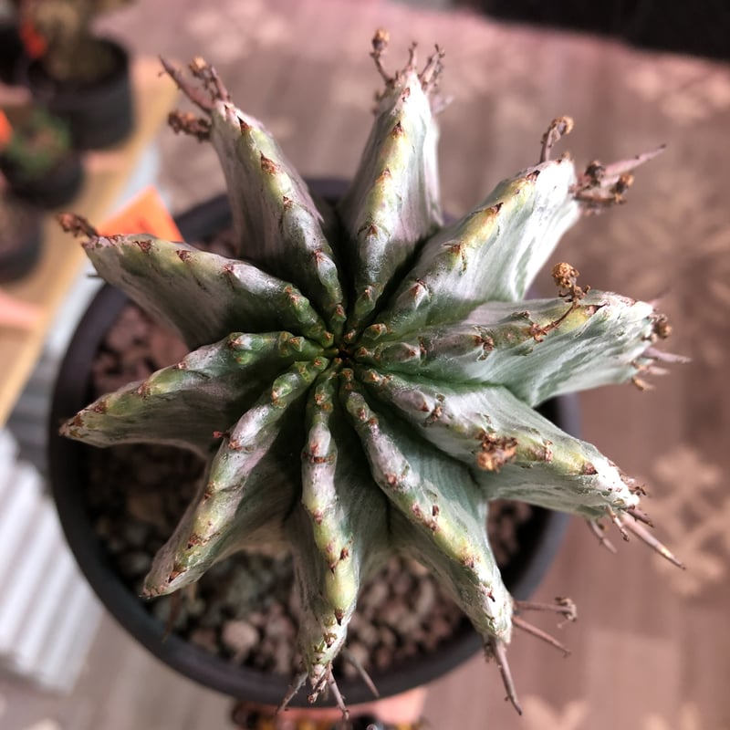 euphorbia horrida《極太M size》※現地球発根済株※大変木質化も euphorbia horrida《極太M size》※現地球発根済株※大変木質化も